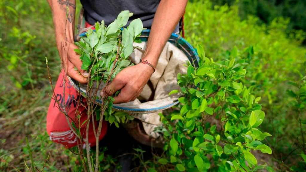 cultivos de coca en Colombia