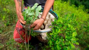 cultivos de coca en Colombia